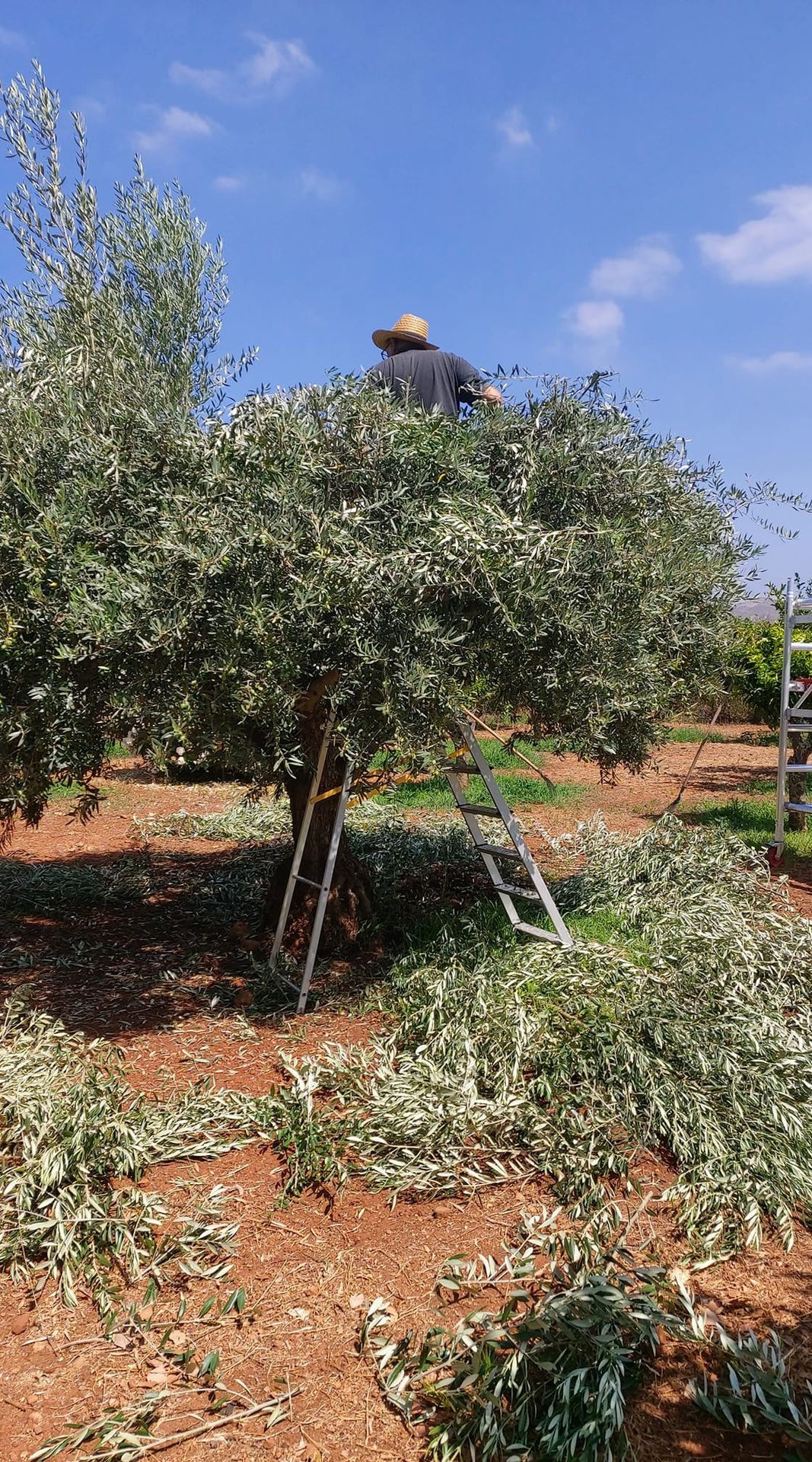 Olive Tree 3