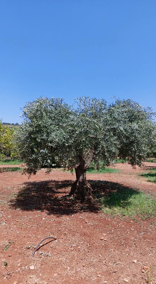 Olive Tree 4