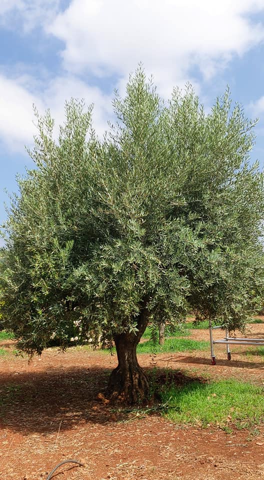 Olive Tree 1